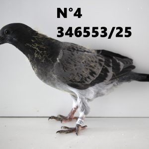 346553