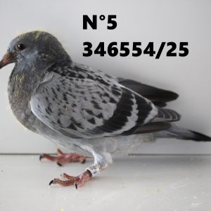 346554