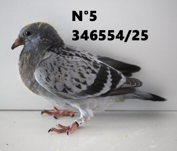 346554