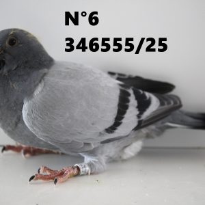 346555