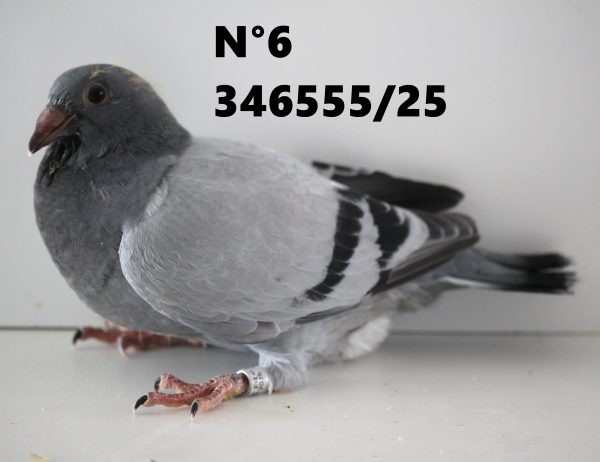 346555