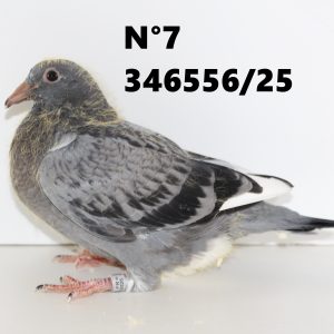346556