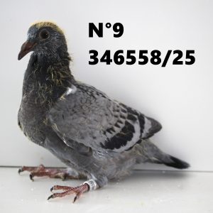 346558