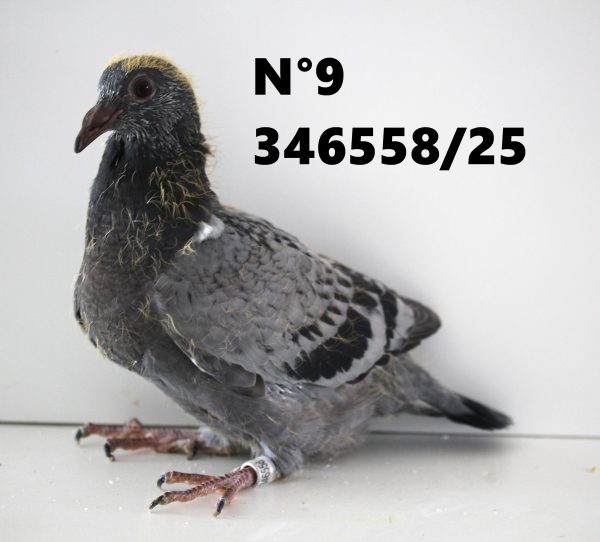 346558