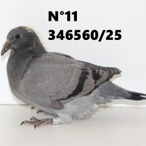 346560