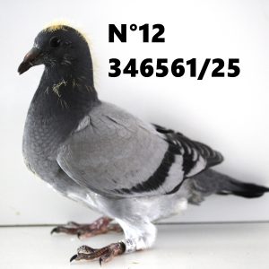 346561