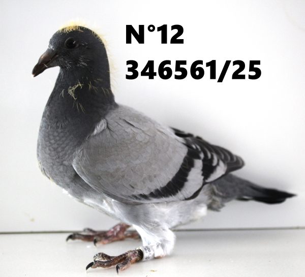 346561