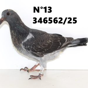 346562