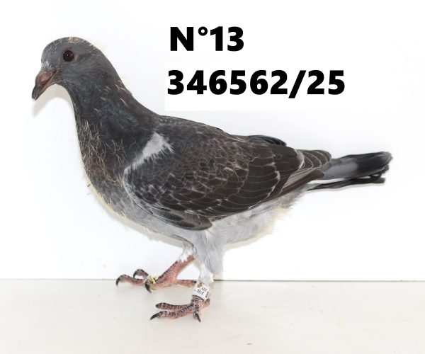 346562