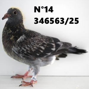 346563