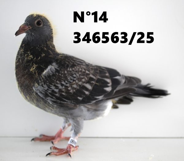 346563