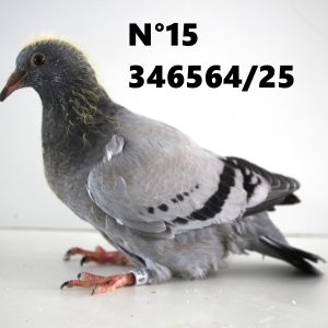 346564