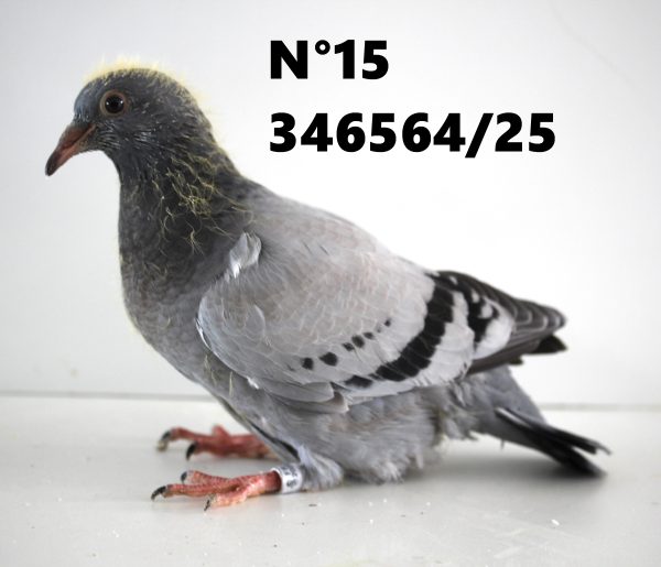 346564