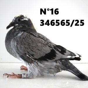 346565