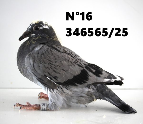 346565