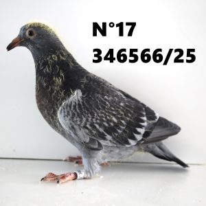 346566