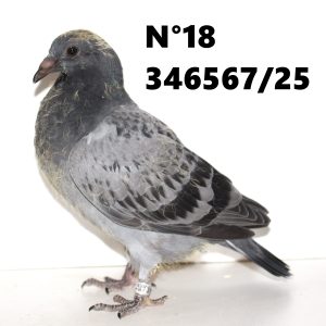 346567