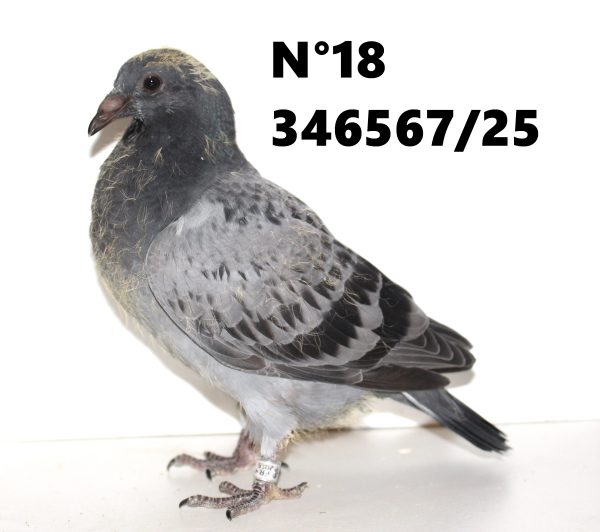 346567