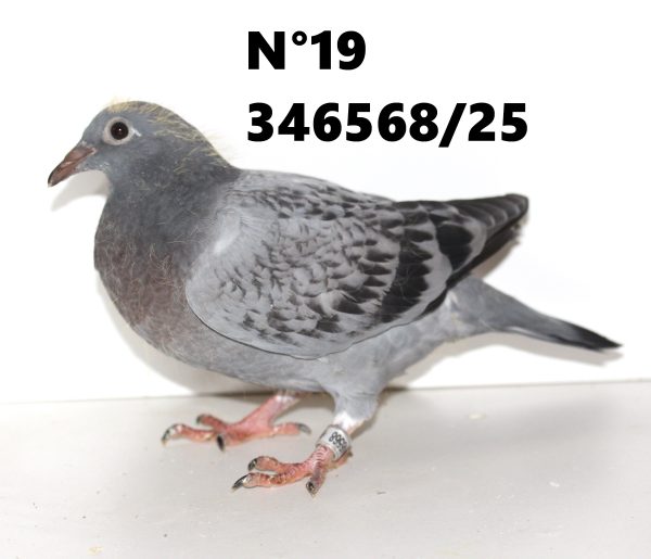 346568