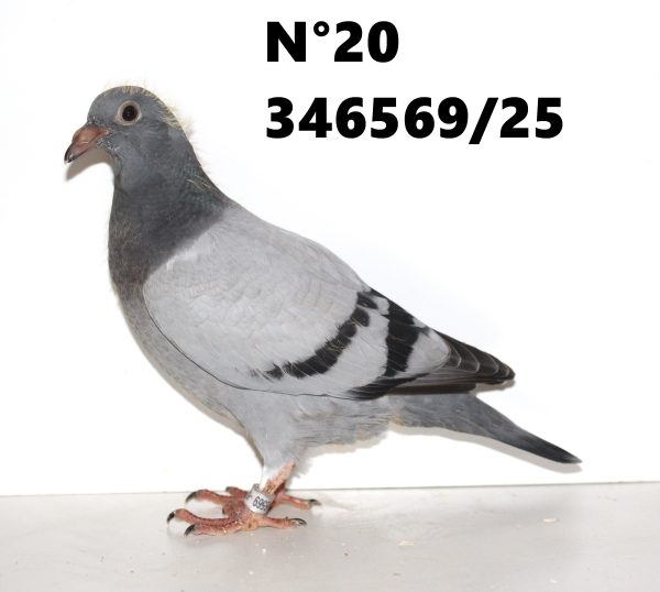 346569
