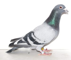 N° 9 : Mâle Bleu pls bls 392097-2019 Un LEFEVRE Fréderic