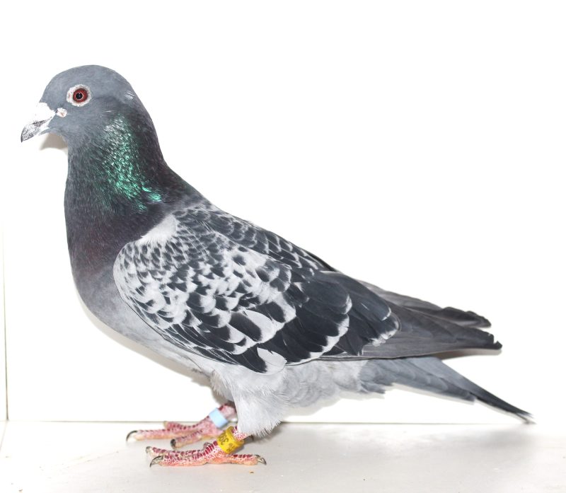 N° 10 : Mâle écaillé 392098-2019 Un LEFEVRE Fréderic