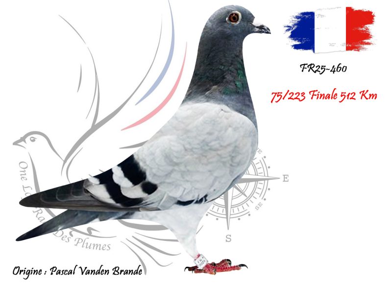 N° 75 : FR25-460