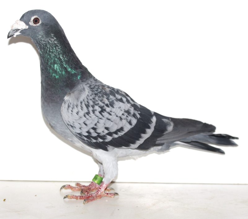 N° 12 : Mâle écaillé 5182016-2018 en provenance du colombier Van Wanrooij