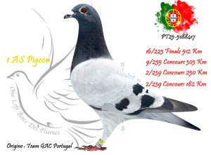 N° 16 : PT25-5188417