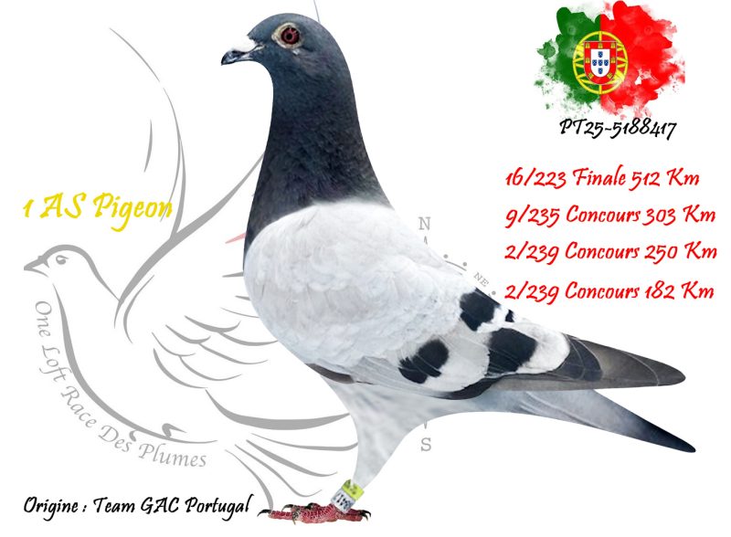 N° 16 : PT25-5188417