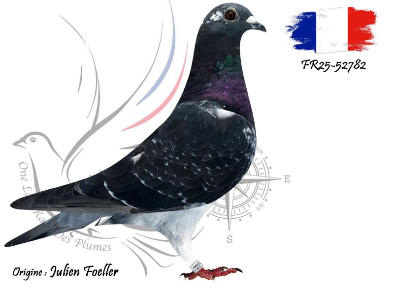 N° 119 : FR25-52782