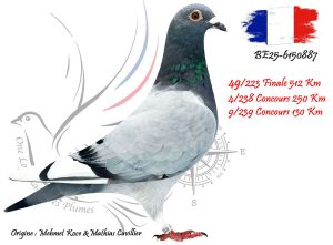 N° 49 : BE25-6150887