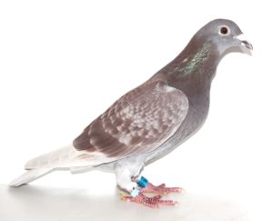 N° 2 : Femelle Rousse 63984-2021 d’Alain DERICBOURG