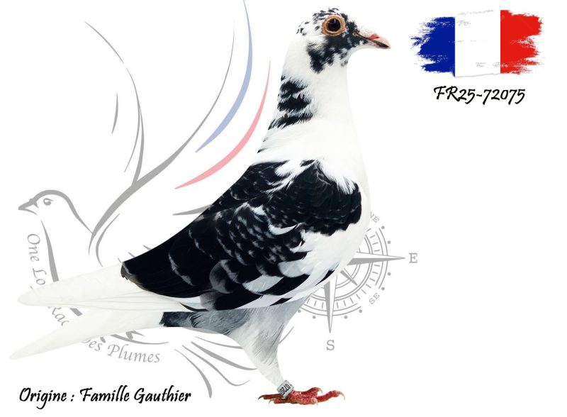 N° 107 : FR25-72075