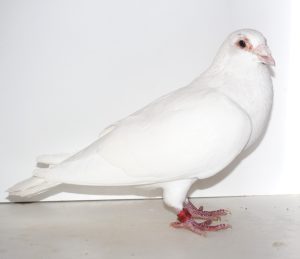 N° 13 : Mâle Blanc 8128004-22 un spécial White de Rick te Morsche