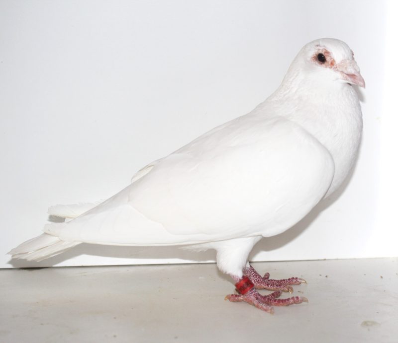 N° 13 : Mâle Blanc 8128004-22 un spécial White de Rick te Morsche