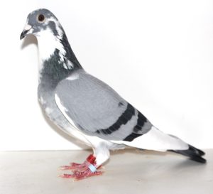 N° 14 : Femelle Bleue macottée 8128016-22 Un Rick te Morsche