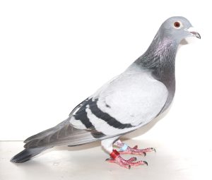 N° 16 : Femelle Bleue 8433612-22 de Jan et Twan NOBELS