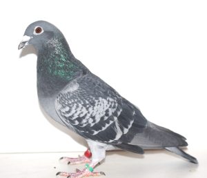 N° 15 : Mâle écaillé 8433620-22 de Jan et Twan NOBELS