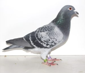 N° 1 : Mâle écaillé 9002460-23 de M DERKSEN.