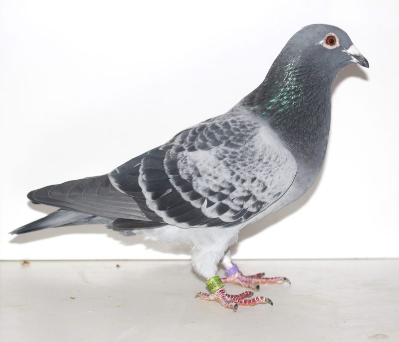 N° 1 : Mâle écaillé 9002460-23 de M DERKSEN.