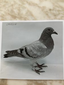 N° 3 : Humberto ALVES