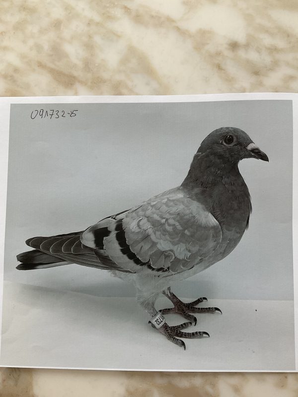 N° 3 : Humberto ALVES