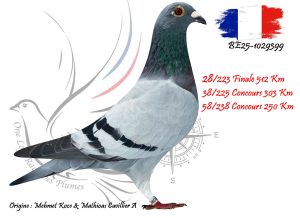 N° 28 : BE25-1029399