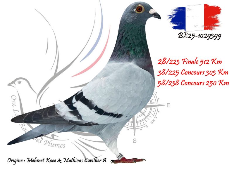 N° 28 : BE25-1029399