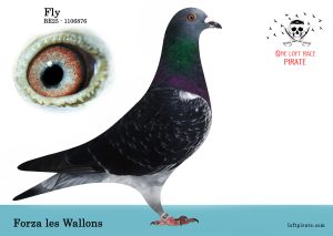 N° 48 : BE-2025-1106876 F – Forza les Wallons