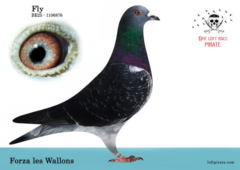 N° 48 : BE-2025-1106876 F – Forza les Wallons