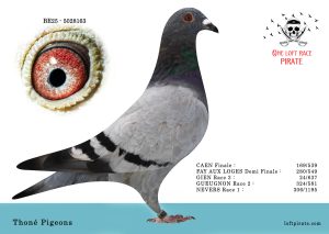 N° 54 : BE-2025-5028163 M – Thoné Pigeons