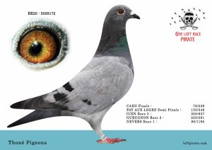 N° 55 : BE-2025-5028172 F – Thoné Pigeons