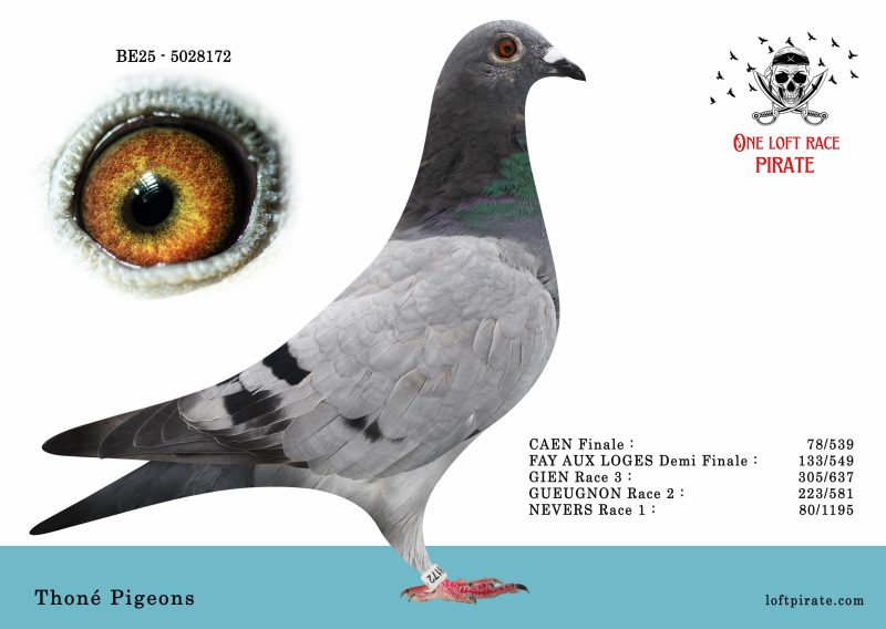 N° 55 : BE-2025-5028172 F – Thoné Pigeons